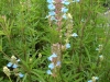 salvia-uliginosa