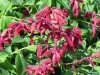 salvia-van-houtii