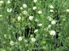 scabious-cream