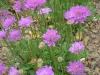 scabious-vivid-violet