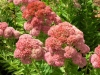 sedum-spectabile-autumn-joy