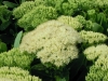 sedum-spectabile-iceberg