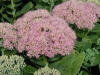 sedum-spectabile-pink