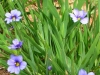 sisirynchium-graminoides