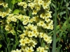 sisyrinchium-striata