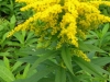 solidago-golden-rod