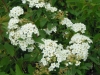 spirea-cantoniensis