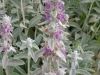stachys-byzantina-lambs-ear