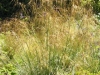 stipa-gigantea
