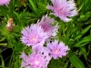 stokesia-laevis-blue