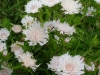 stokesia-laevis-white