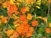 streptosolen-jamesonii-orange-form