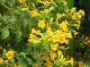 streptosolen-jamesonii-yellow
