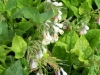 symphytum-white-comfrey