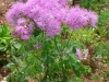 thalictrum-aquilegifolium