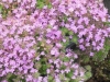 thymus-vulgaris-bressingham-thyme