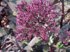 trachelium-caerulium-purple