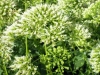 trachelium-caerulium-white