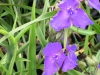 tradescantia-virginiana-blue