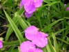 tradescantia-virginiana-purple-pink