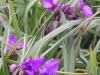tradescantia-virginiana-red-grape