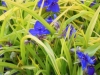 tradescantia-virginiana-sweet-kate