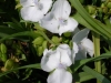 tradescantia-virginiana-white