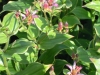 tricyrtis