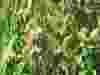 Uniola-latifolia-Wood-Oats