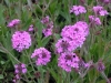 verbena-rigida