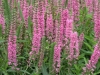 veronica-pink