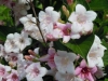 weigela-apple-blossom