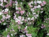 weigela-pink-variegated