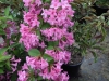 weigelia-deep-pink