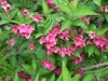 weigelia-red